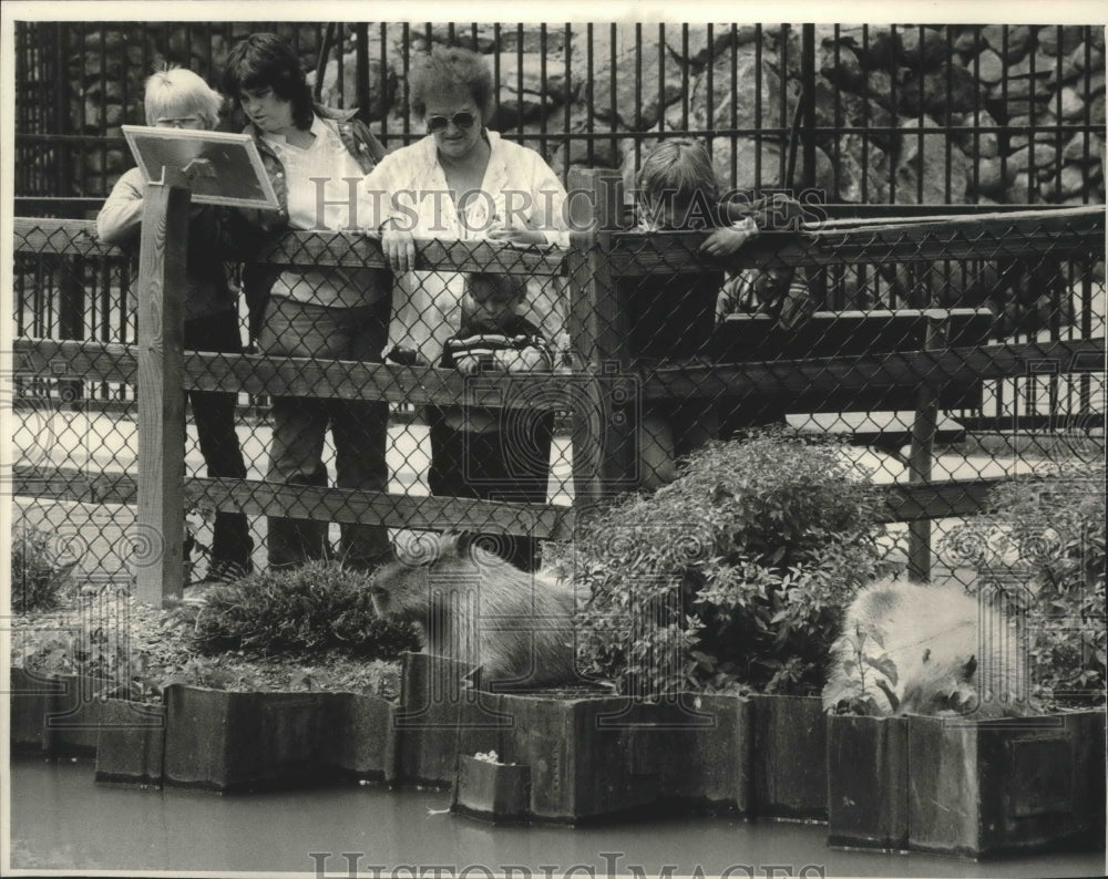 1987 Press Photo Visitors at the Racine Zoo observe the capybaras - mjb46162 - Historic Images
