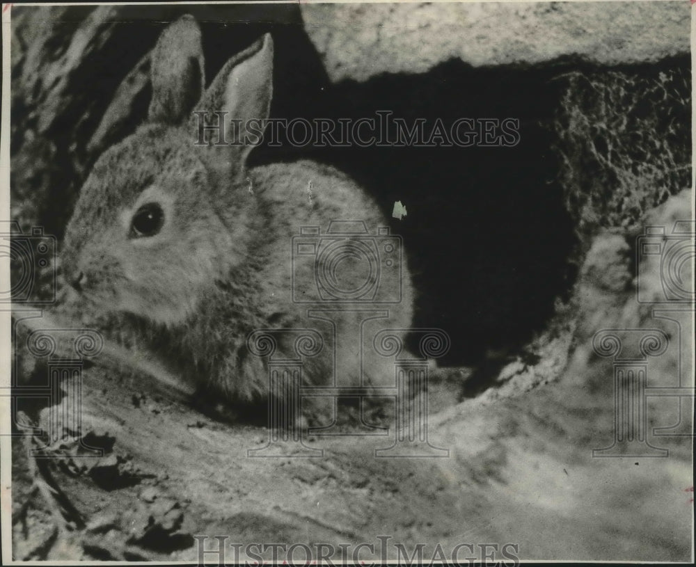 1946 Press Photo Adventures of Bunny Rabbit, a picture of the true nature series - Historic Images