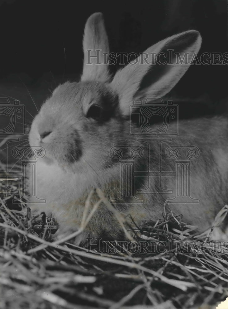 1950 Press Photo Chinchilla rabbit - mjb46594 - Historic Images