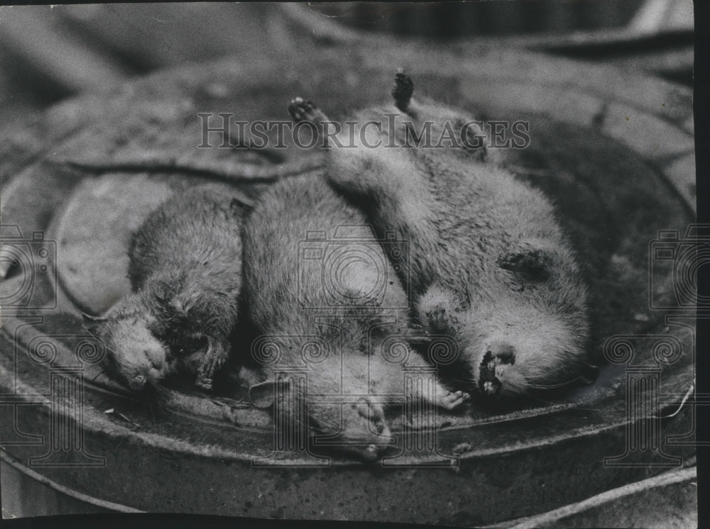 1966 Press Photo Rats on top of a garbage can in Milwaukee - mjb47020-Historic Images