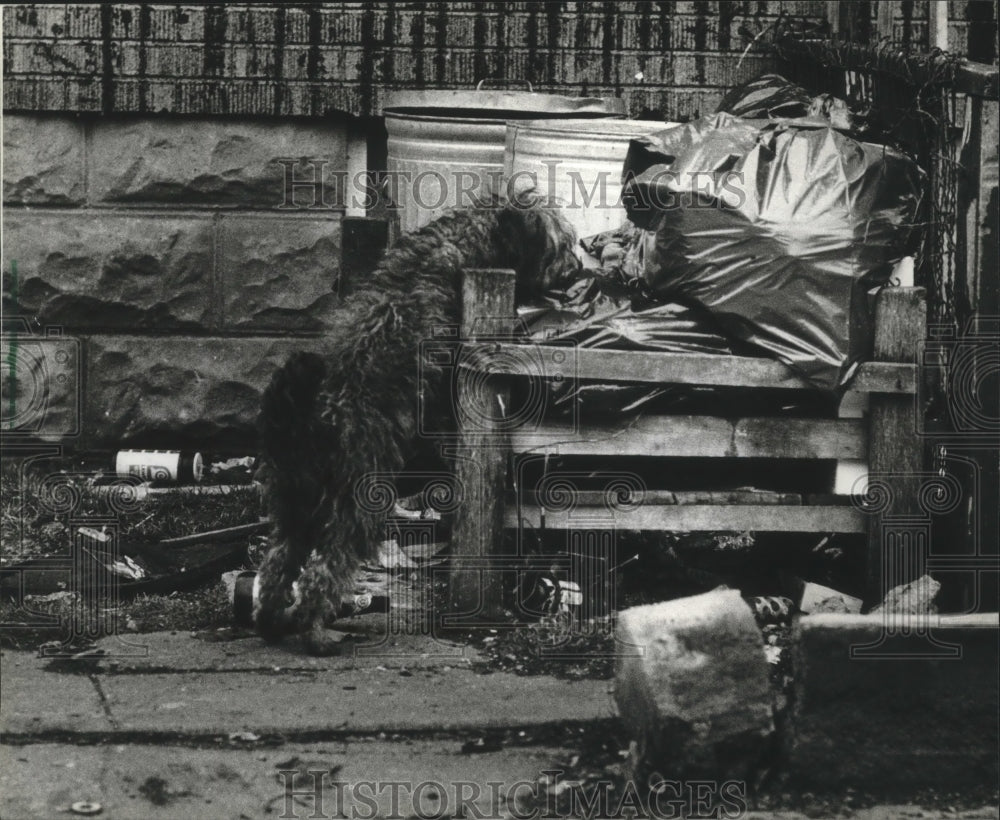 1982 Press Photo Dog eating garbage, Milwaukee - mjb47046 - Historic Images