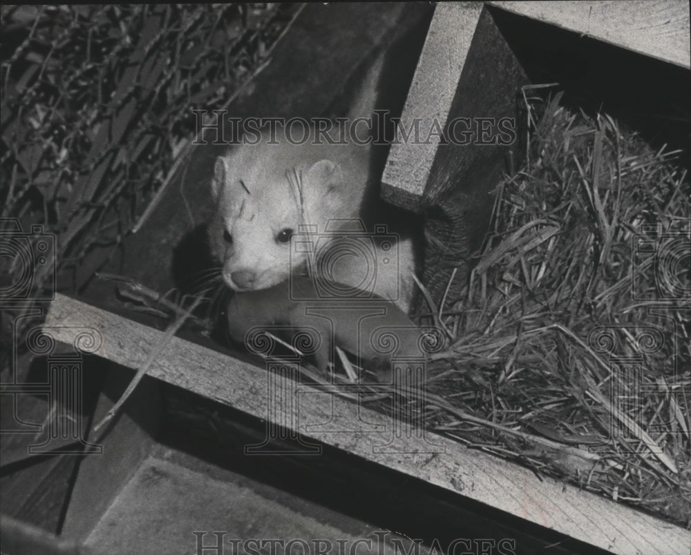 1977 Press Photo A mink carried an infant from its nest. - mjb47589 - Historic Images