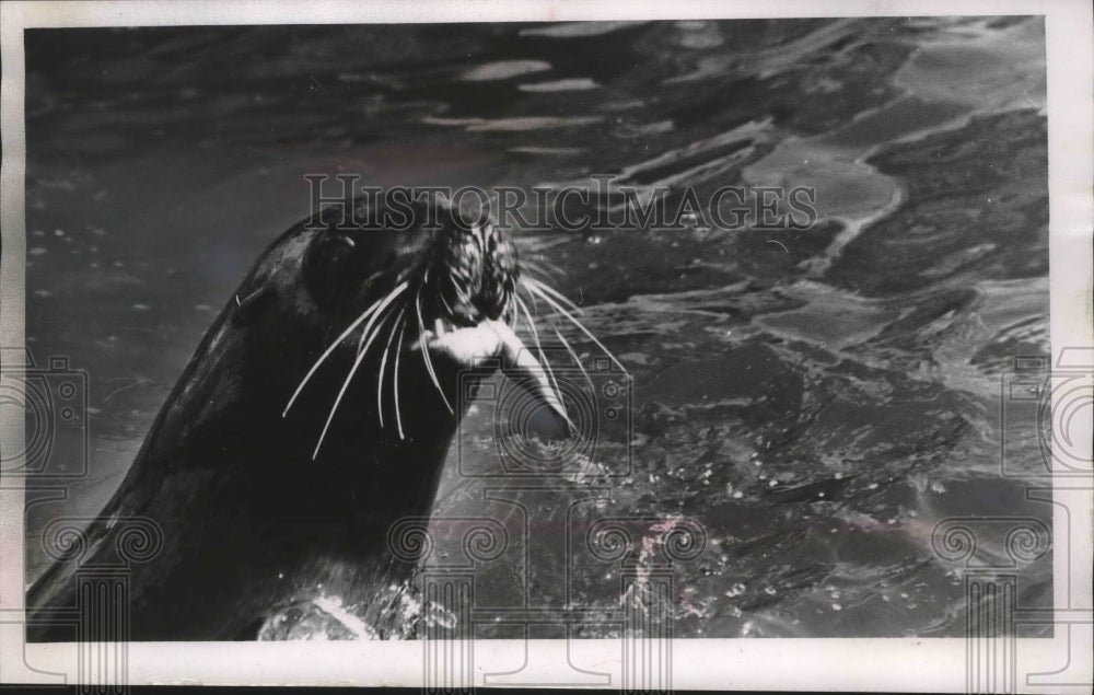 1967 Press Photo Sammy The Sea Lion Eats Fresh Fish At Milwaukee County Zoo - Historic Images