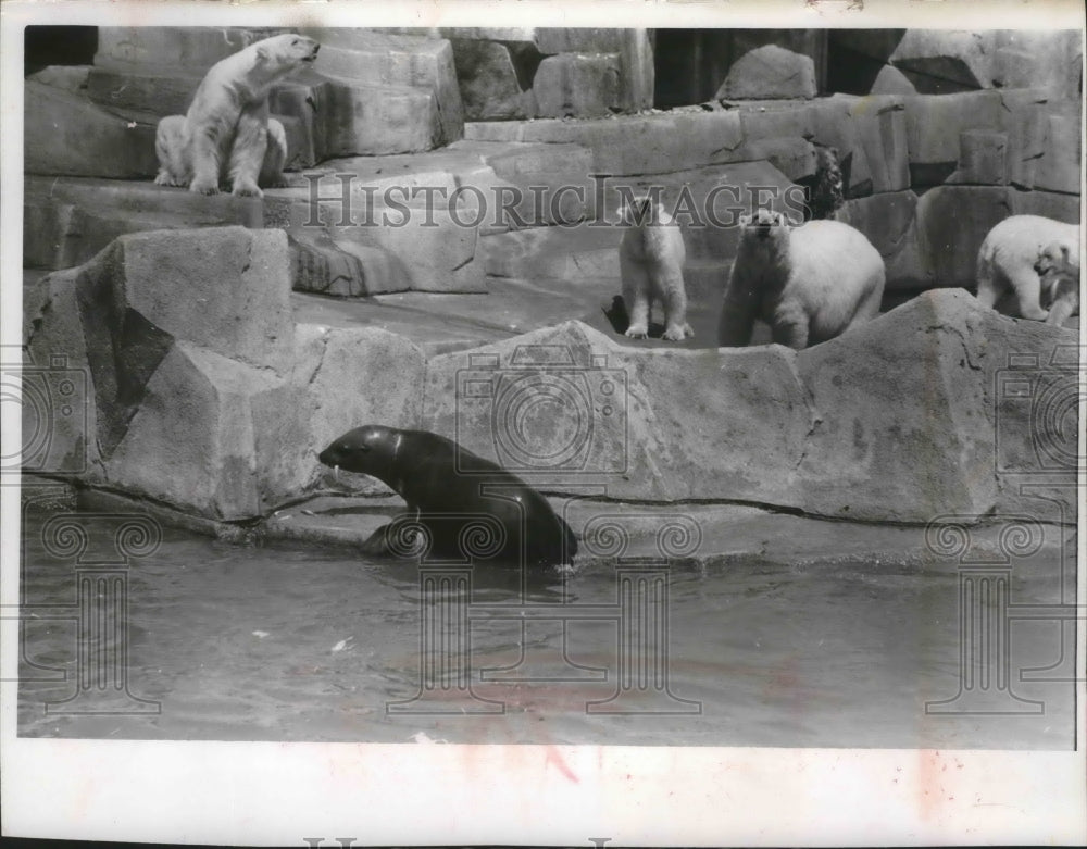 1966 Press Photo Seal lion and polar bears separated by a moat at Milwaukee Zoo-Historic Images