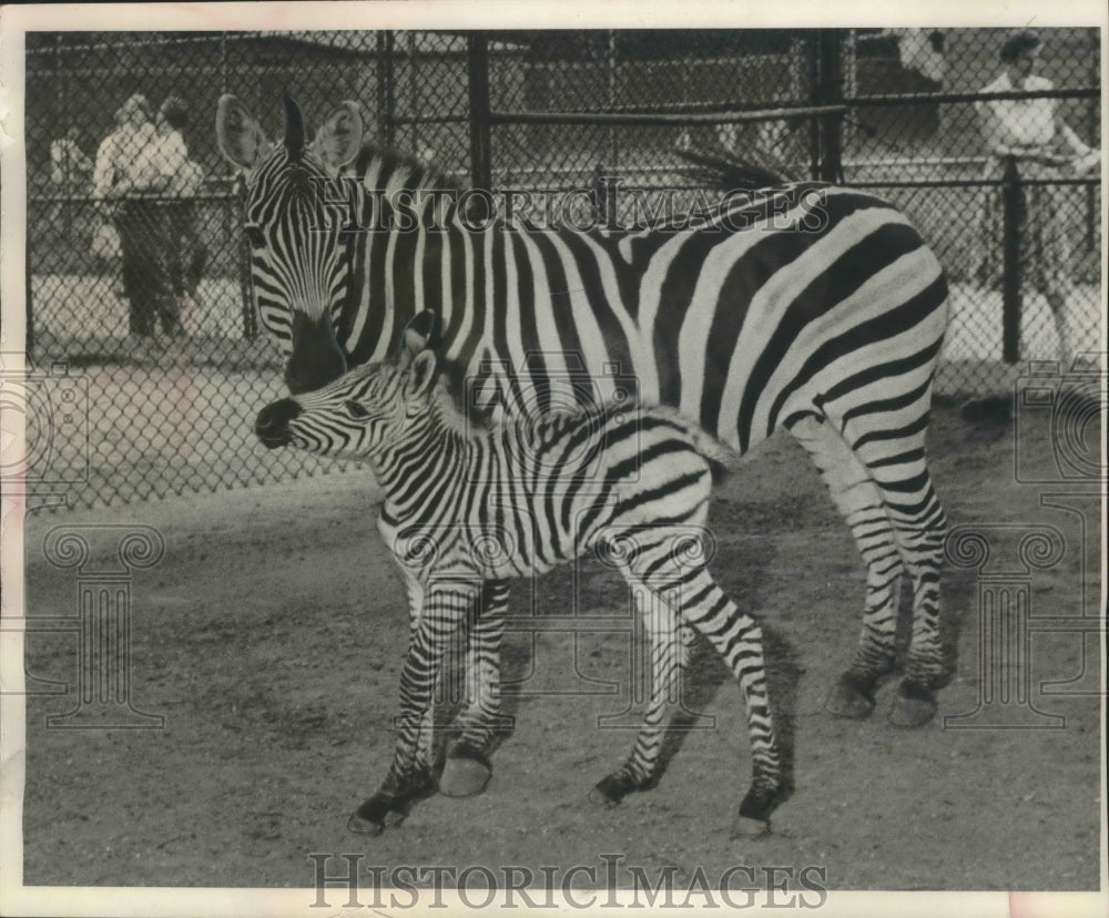 1958 Press Photo Zebra Mother, Lady, with her third colt at Washington park zoo. - Historic Images