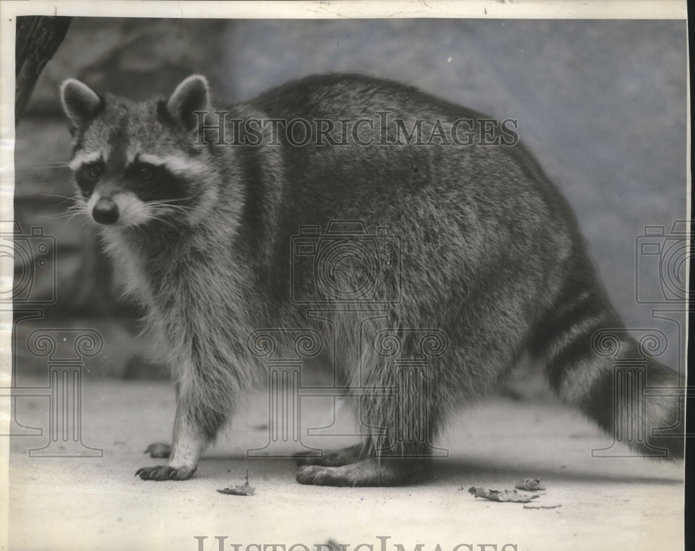 1941 Press Photo A raccoon that is housed at the Milwaukee County Zoo- Historic Images