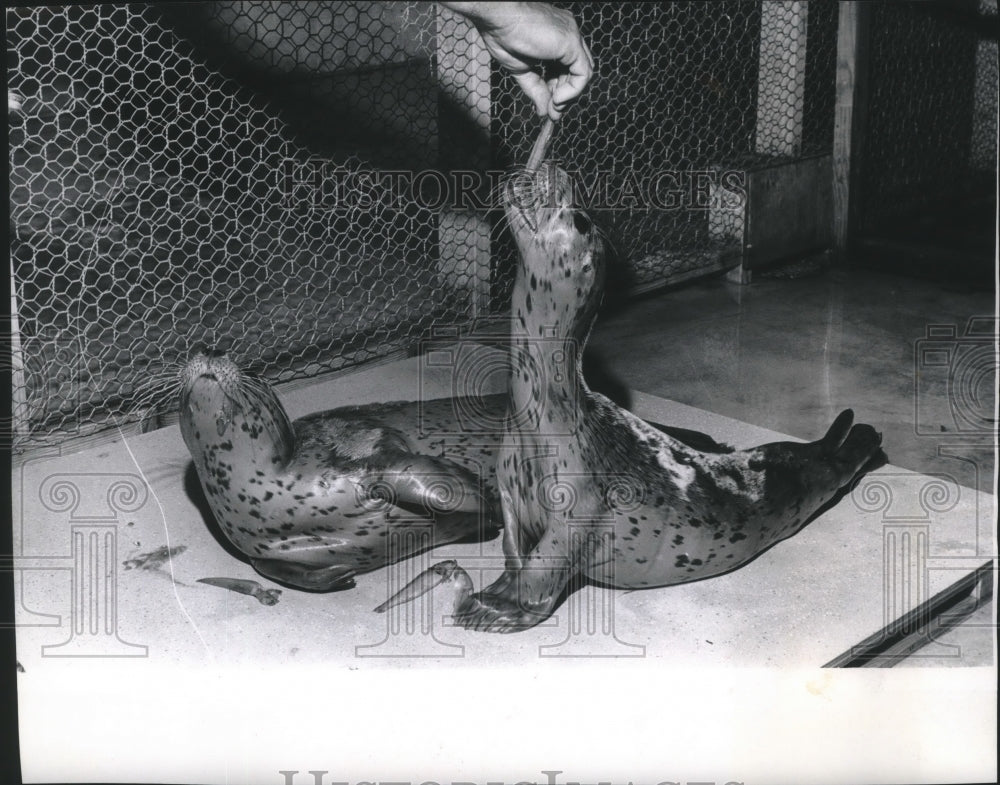 1965 Two harbor seal pups getting fed at Zoo, Milwaukee.-Historic Images