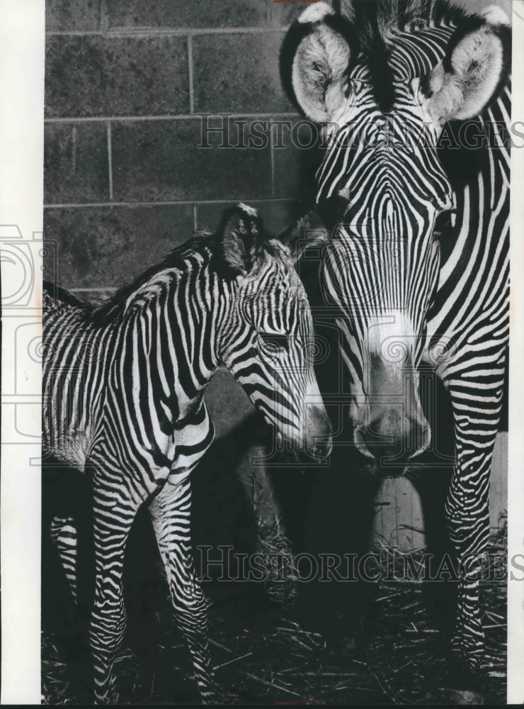 Grevy&#39;s mother and baby zebra at Milwaukee County Zoo.-Historic Images