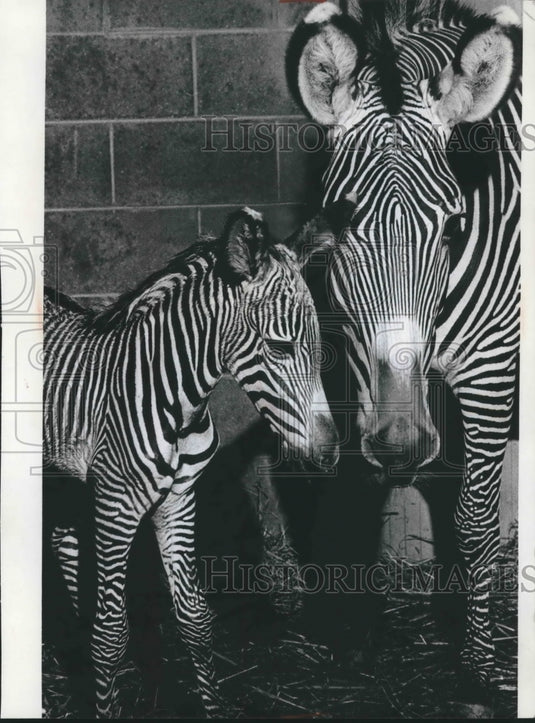 Grevy's mother and baby zebra at Milwaukee County Zoo.-Historic Images