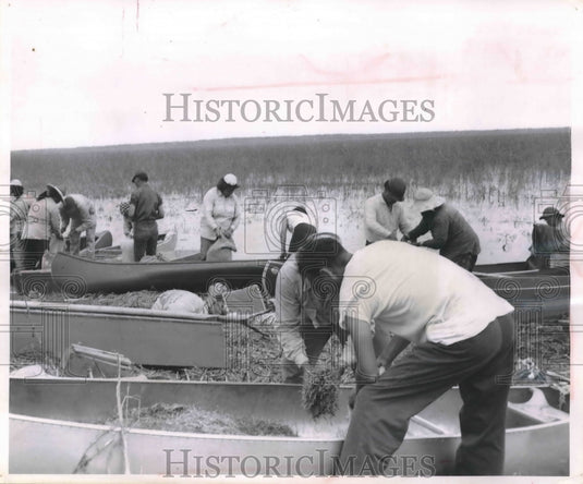 1956 Indian harvesters work to sack rice once shaken loose - Historic Images