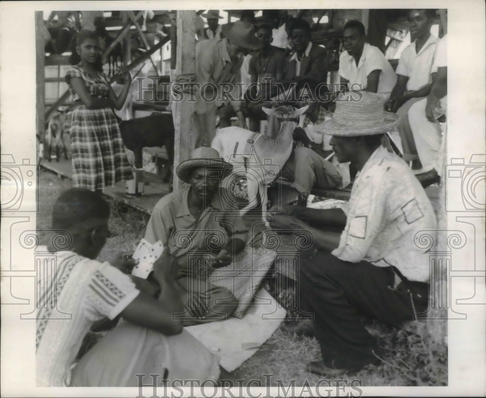 1954 Press Photo Natives Play Cards And Examine Goat In Later Race In Guiana - Historic Images