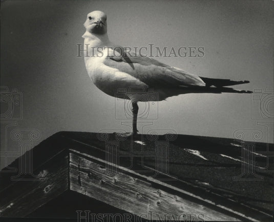 1984 Press Photo Gull surveyed the shoreline from peak of a Gills Rock roof - Historic Images
