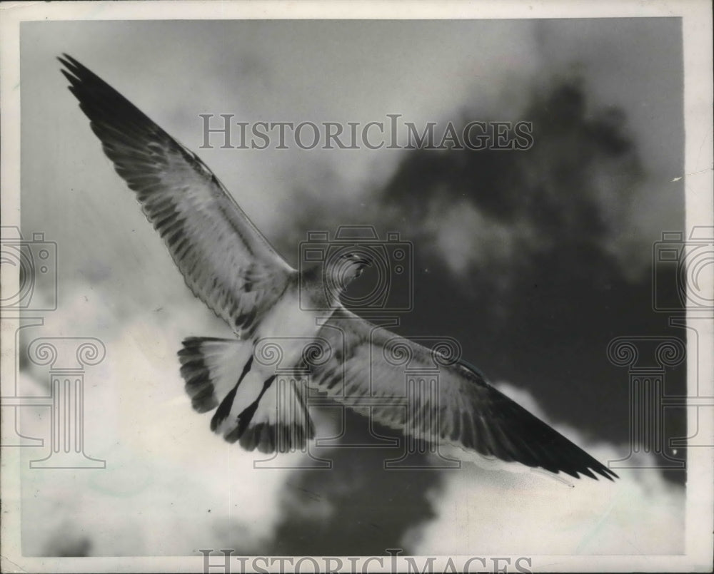 1951 Press Photo sea gull flies over beach, St. Petersburg, Florida - mjb49192 - Historic Images