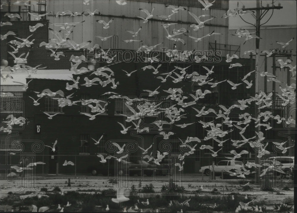 1994 Press Photo pack of sea gulls flying away at a golf course, Milwaukee - Historic Images