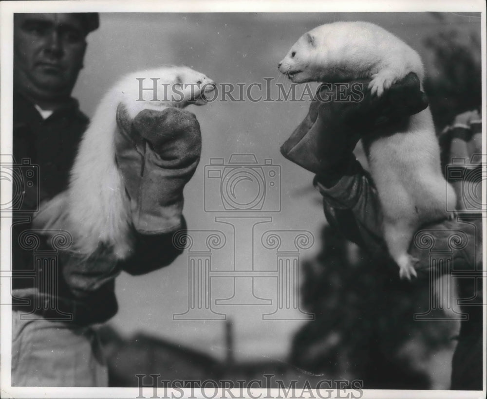 1961 Press Photo Two white minks with handlers, Wisconsin - mjb49472-Historic Images