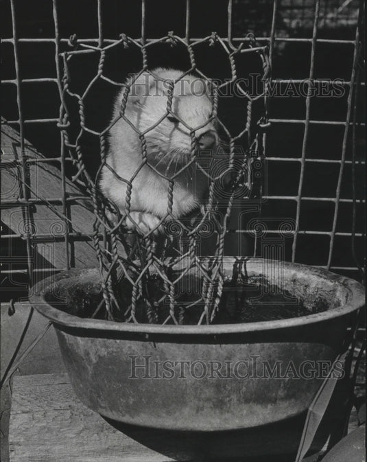 1977 Mink looking out his pen, Milwaukee-Historic Images