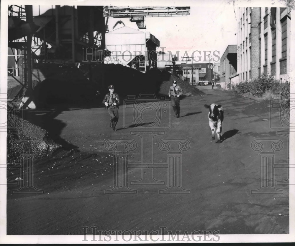 1953 Press Photo Policemen chase bull calf that escaped from Milwaukee Stockyard-Historic Images