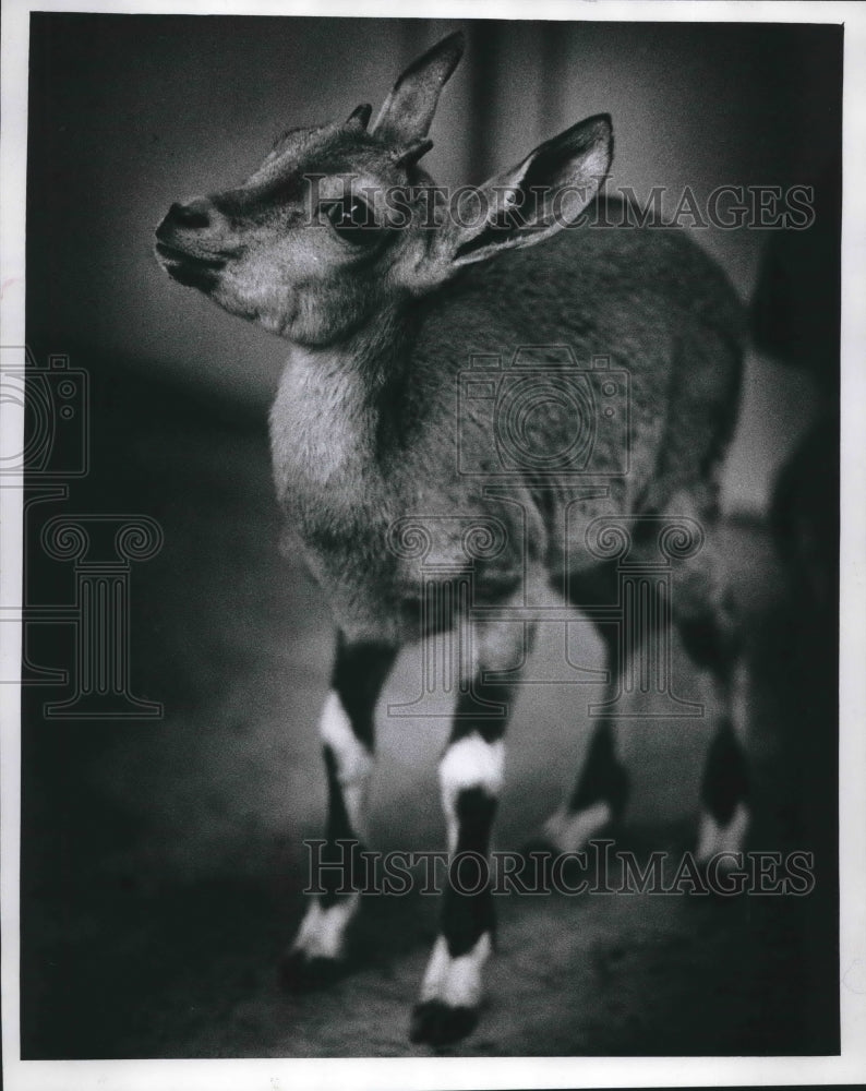 1971 Press Photo Nubian ibex new at the Zoo, peering at photographer, Milwaukee.-Historic Images