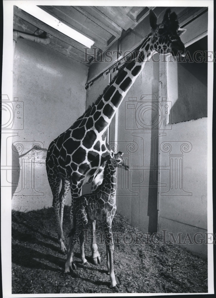 1971 Press Photo Dorothy the 14th giraffe born at Milwaukee County Zoo. - Historic Images