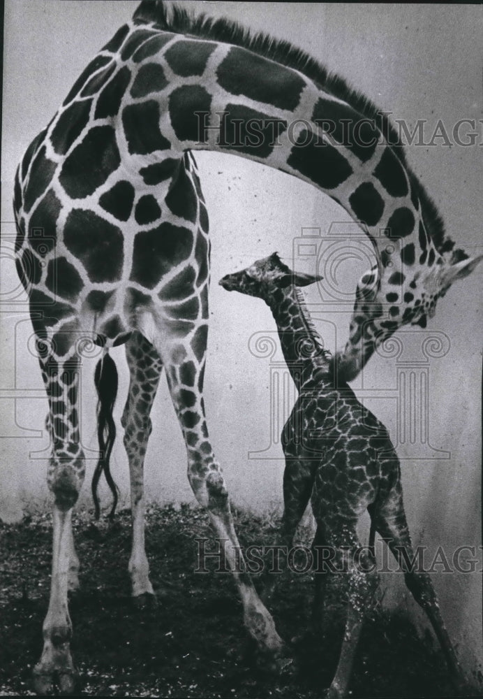 1978 Horseshoe with newborn colt born at Milwaukee County Zoo.-Historic Images
