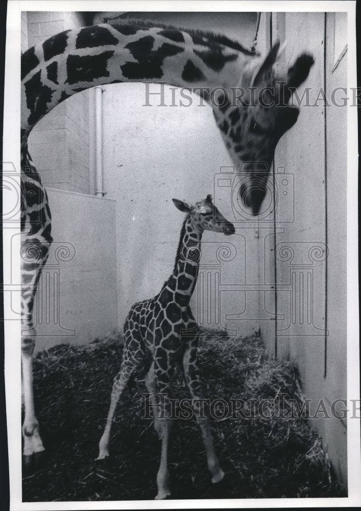 1971 Press Photo Spot with newborn colt, Hediger born at Milwaukee County Zoo. - Historic Images