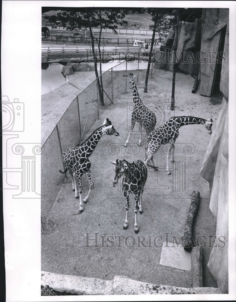 1963 New outdoor quarter for the giraffes at Milwaukee County Zoo. - Historic Images