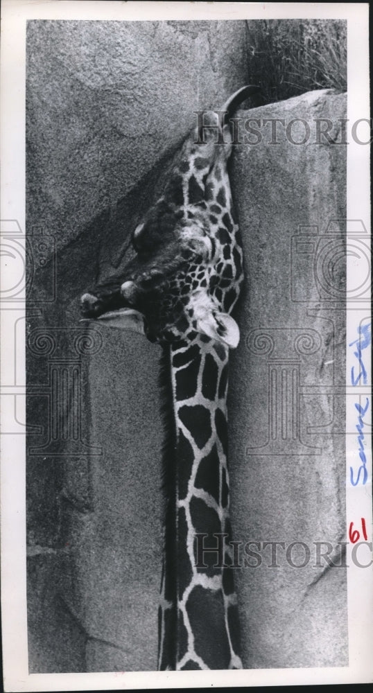 1967 Press Photo Giraffe stretches to reach shoots at Milwaukee County Zoo - Historic Images