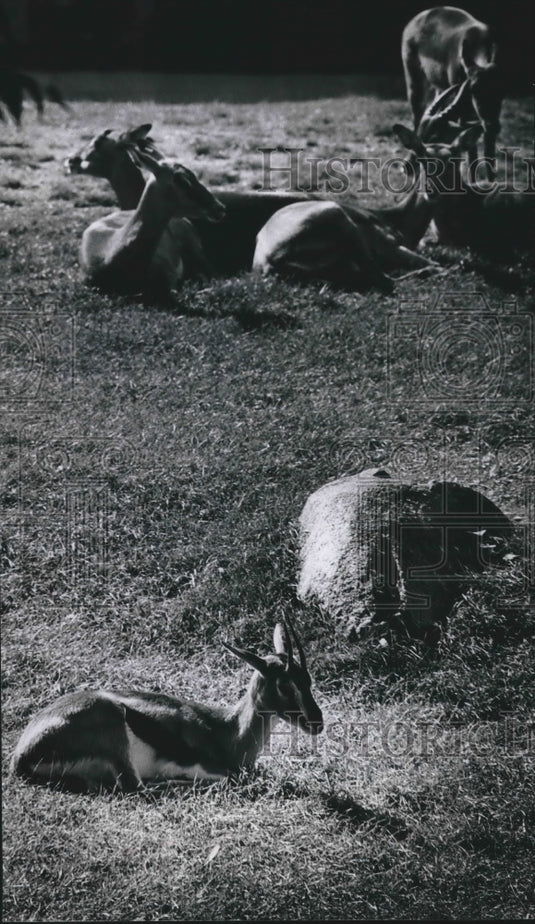 1978 Bonny the gazelle is a social outcast in the African yard-Historic Images