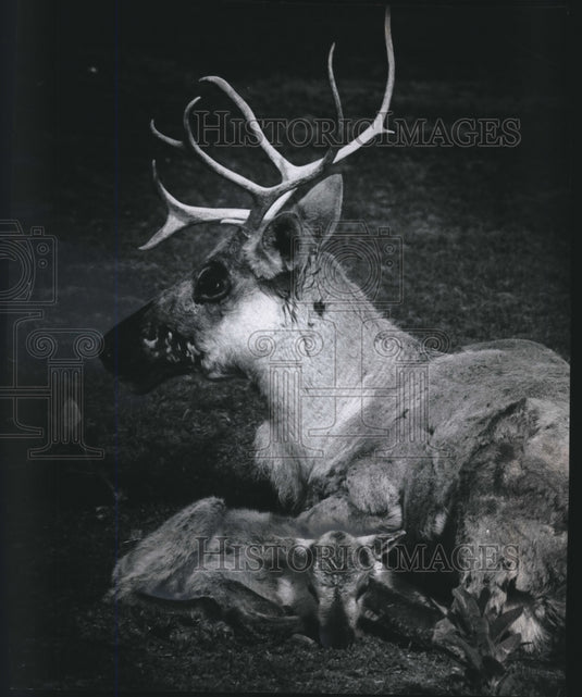 1975 Press Photo New born Caribou with mother at Milwaukee County Zoo. - Historic Images