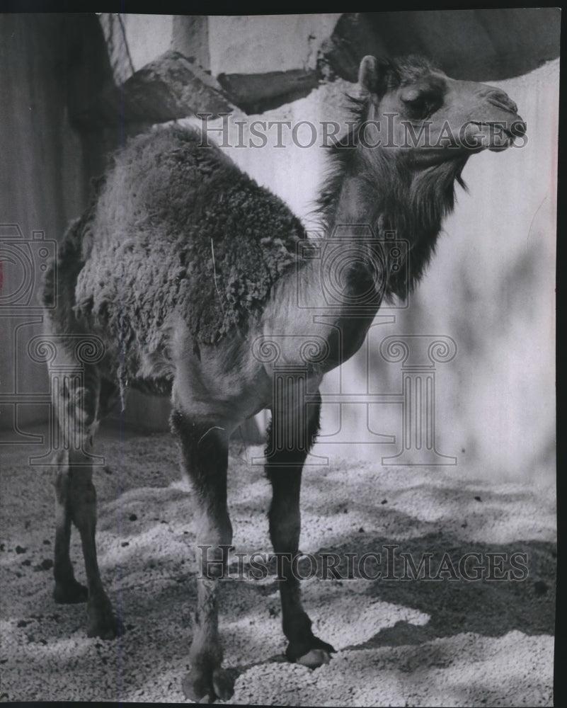 1965 Press Photo A dromedary camel from Canada at the Milwaukee County Zoo - Historic Images