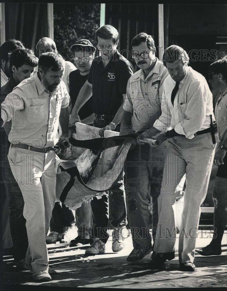1988 Milwaukee County Zoo staff carry Dolphin Nugget to a pool-Historic Images