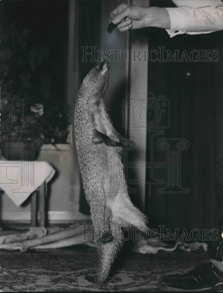 1952 Millie, pet mongoose of Frankfort zoo director jumps for treats-Historic Images