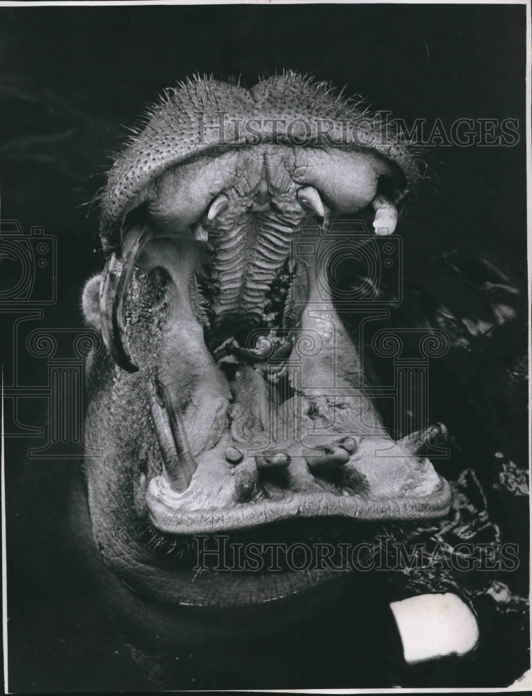 1962 Press Photo The Milwaukee Zoo resident Hippopotamus snacking on some bread-Historic Images