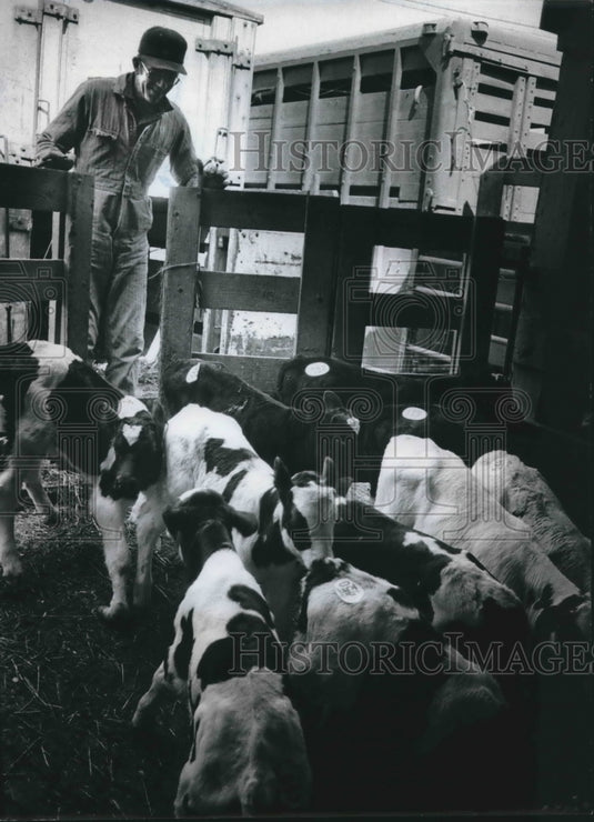 1979 Press Photo Neil Batterman Unloads Some Calves In Milwaukee - mjb52388 - Historic Images