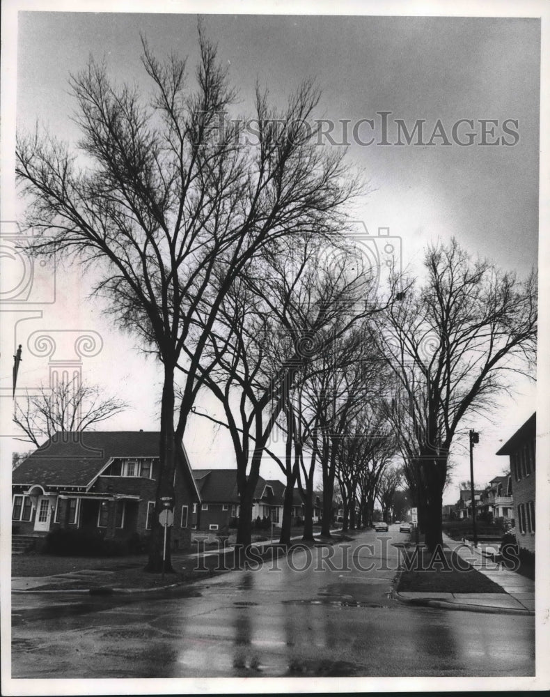 1972 Elm trees along North Avenue in Milwaukee-Historic Images