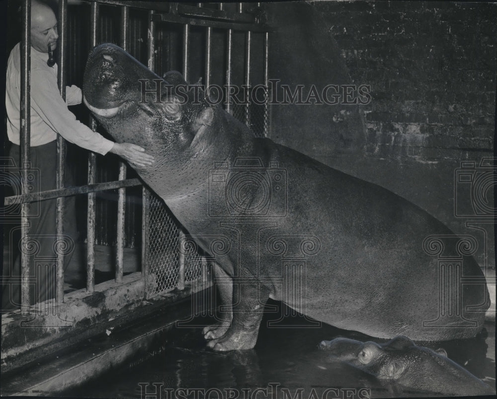 1945 Press Photo Zoo Director Henry Kennoh With Washington Park Zoo&#39;s Hippos - Historic Images