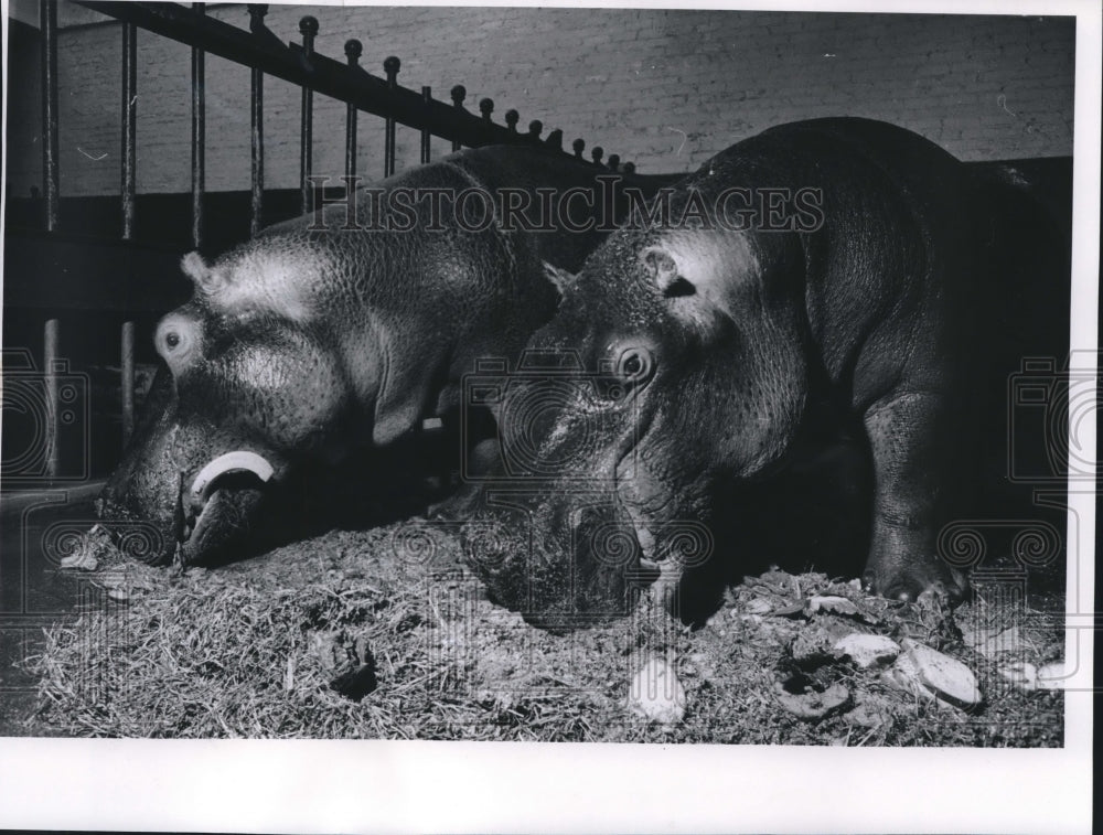 1956 Press Photo Hippopotami At Washington Park Zoo Consume Their Food - Historic Images