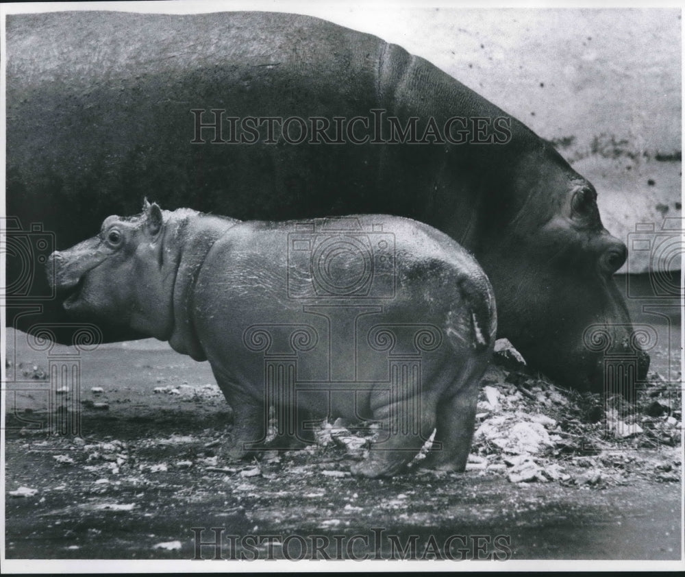 1977 Press Photo Hippos At The Milwaukee Zoo - mjb52540 - Historic Images