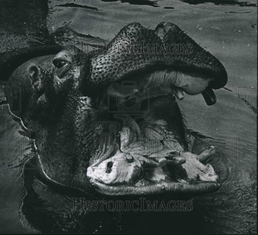 1978 Milwaukee County Zoo Hippopotamus, Cleo-Historic Images