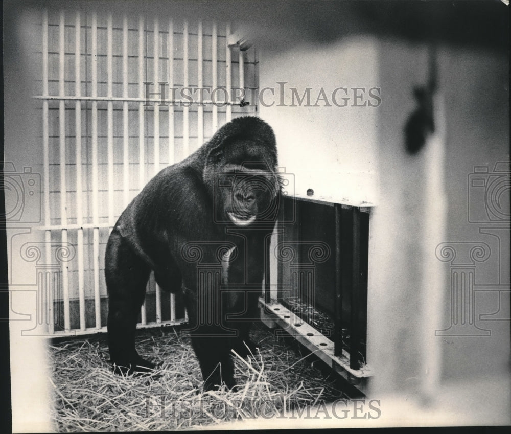 1984 Press Photo Mesou the Gorilla at Milwaukee Zoo - mjb52559 - Historic Images