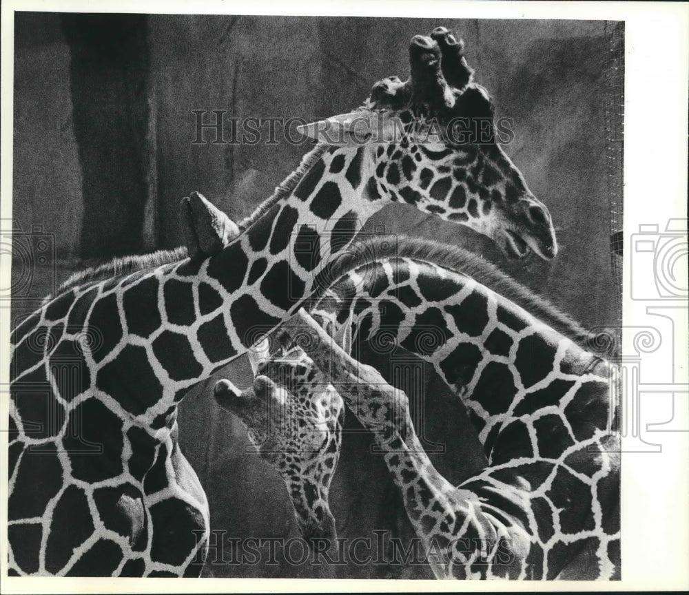 1983 Press Photo Giraffes at Zoo get long leg tangled on neck, Milwaukee. - Historic Images