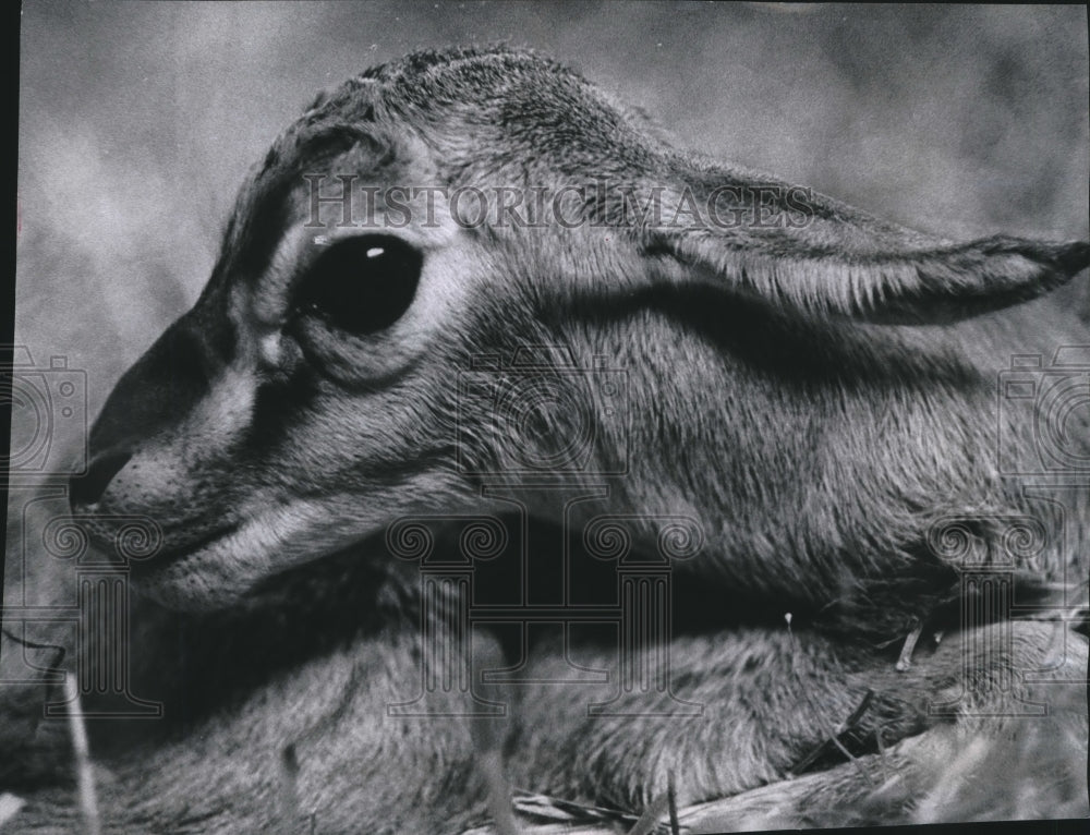 1966 Press Photo The Fourth Thomson's Gazelle Is Born At Zoo In Milwaukee- Historic Images