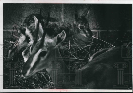 1969 Press Photo The Father Of Thompson's Gazelle Stands Guard At Milwaukee Zoo - Historic Images