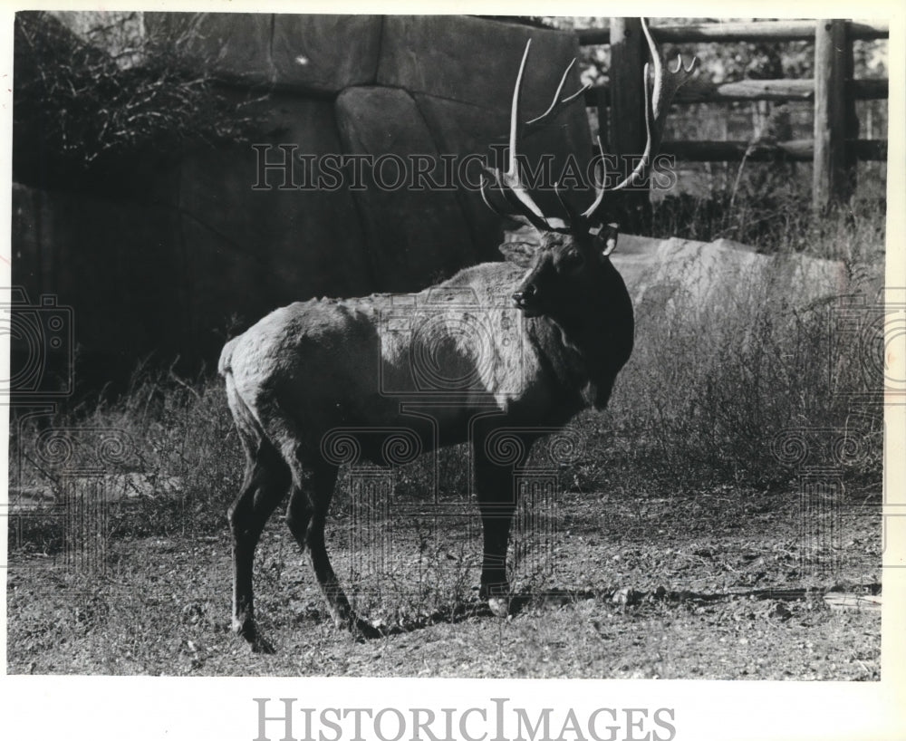 1979 Milwaukee Zoo Bull Elk, Milwaukee, Wisconsin-Historic Images