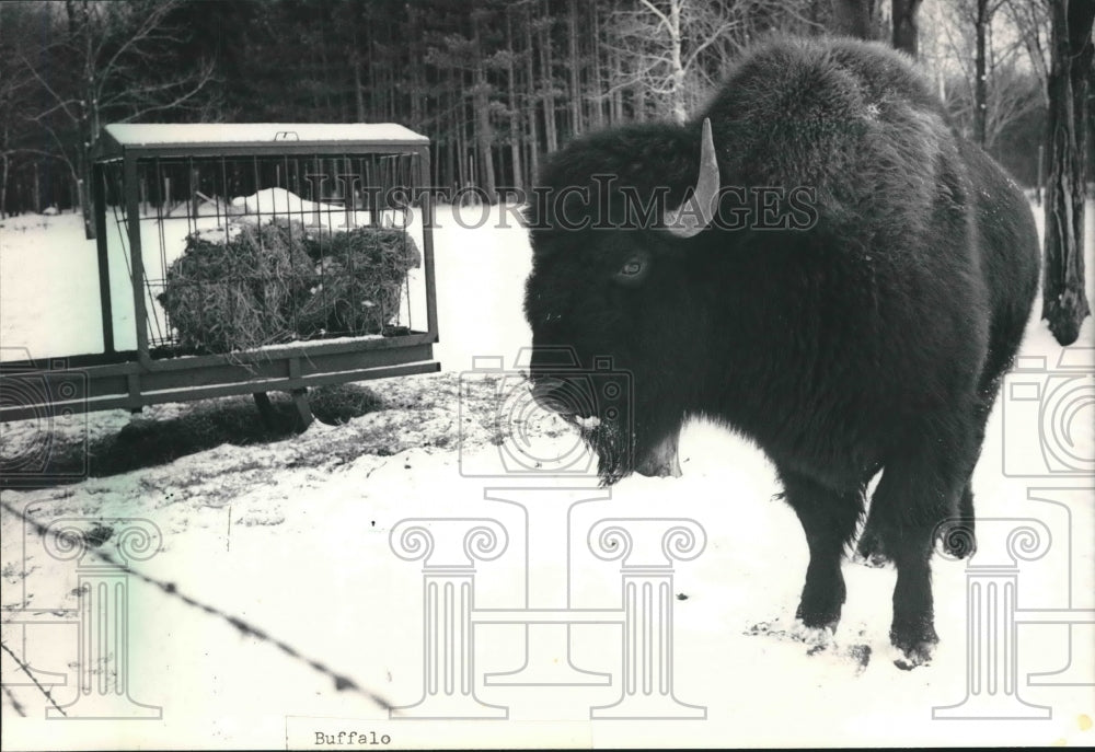 1985 Buffalo - Milwaukee County Zoo-Historic Images