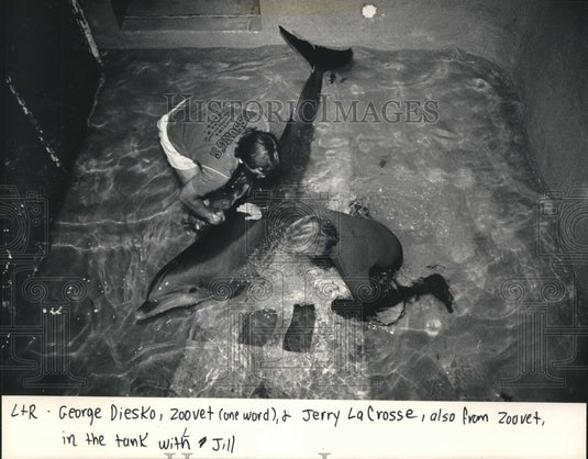 1986 Milwaukee Zoo Dr. George Diesko coax Jill into a canvas sling. - Historic Images