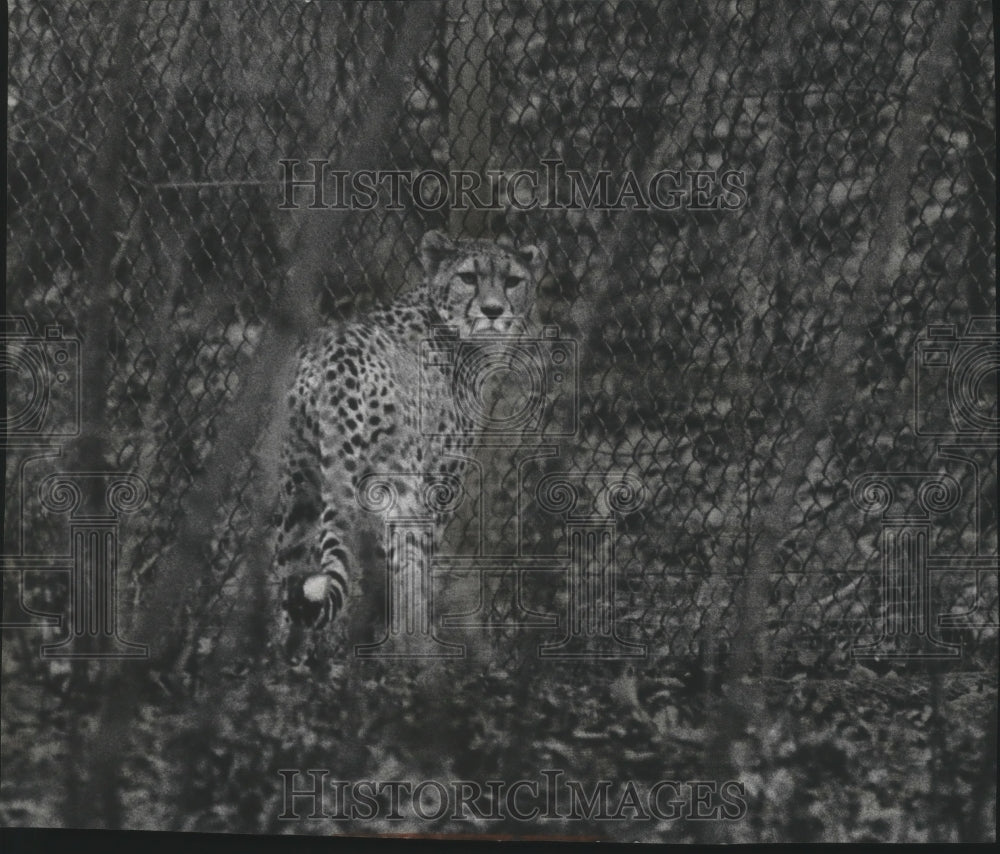 Press Photo Knock Kneed Kate a Cheetah at the Milwaukee County Zoo in Wisconsin - Historic Images