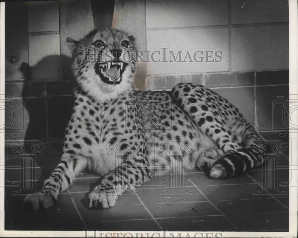 1966 Press Photo Cheetah Snarling at the Milwaukee County Zoo in Wisconsin - Historic Images