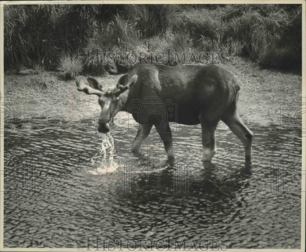 1969 Press Photo Bull moose, Laurentides Park, Quebec - mjb53105 - Historic Images