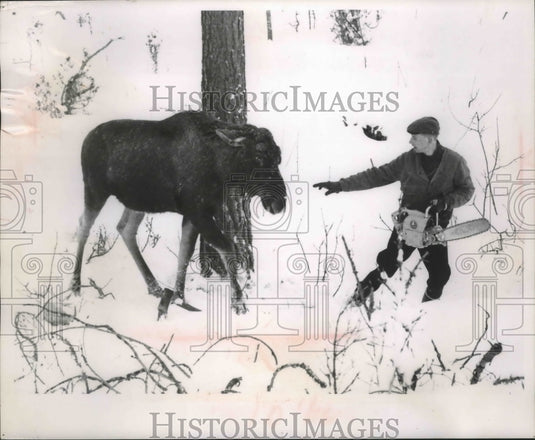 1963 Woodsman with a saw being chased by a moose-Historic Images